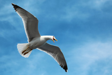 Obraz premium Seagull flying in the sky