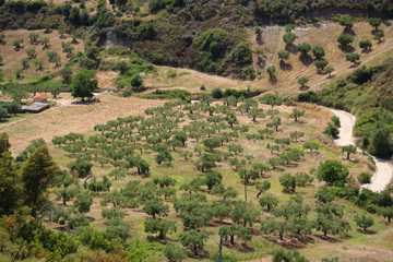 Fototapeta na wymiar Olive plantations near Nea Skioni village on Kassandra peninsula, Greece