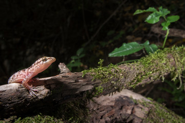 Obraz premium geco verrucoso