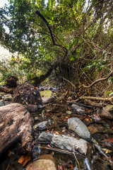 tree and rocks in the forest