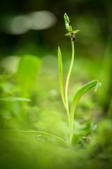 oprhys insectifera