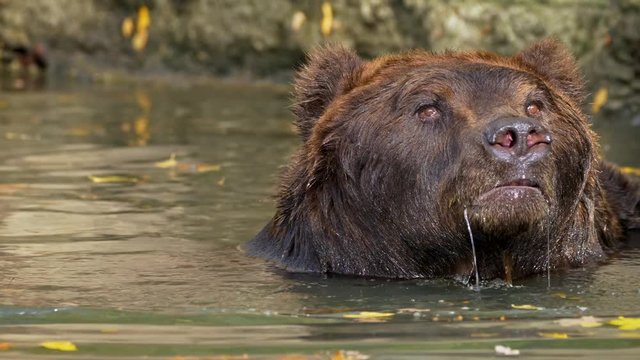 Kamchatka brown bear (Ursus arctos beringianus) cooling down in water