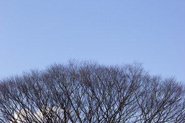 冬のケヤキと青空