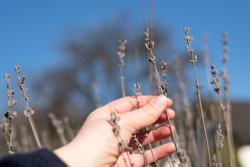 Lavendel 1