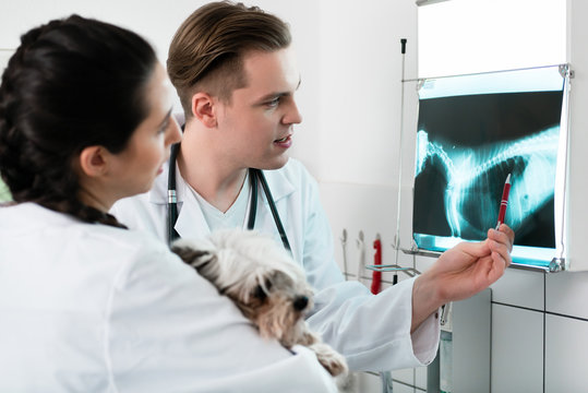 Veterinary doctors examining pet radiograph
