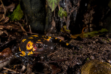 salamandra pezzata