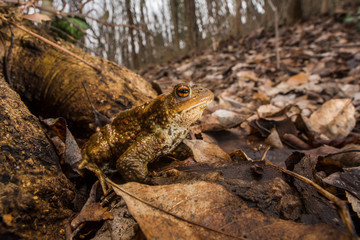 bufo bufo