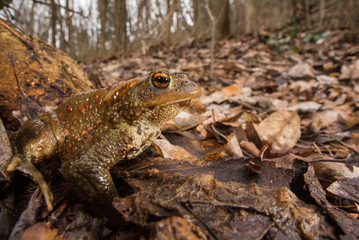 bufo bufo