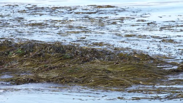 Brown alga Himanthalia elongata on rock surrounded by sea water. Thongweed, sea thong edible seaweed