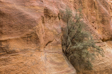lonely tree grow up from rock in dry desert canyon scenic landscape place