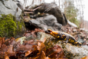 salamandra pezzata