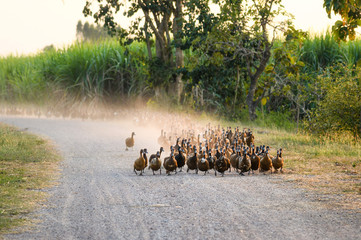 Flock of ducks walking on dirt road in plantation