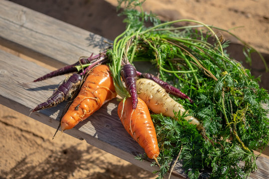 Wet colorful mixed fresh harvested carrots on wooden bench