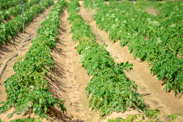 Fototapeta na wymiar Growing of potato on kibbutz fields. Rows of potato crops
