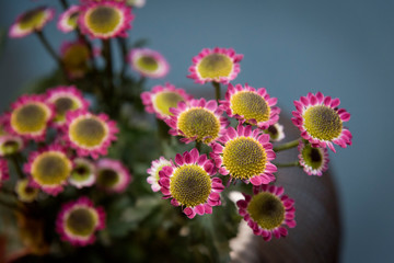 little chrysanthemum