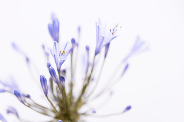Naklejka premium African agapanthus