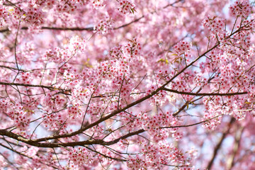 Wild Himalayan Cherry Blossoms in spring season (Prunus cerasoides), Sakura in Thailand, selective focus, Phu Lom Lo, Loei, Thailand.