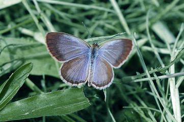 butterflies, butterfly, beautiful butterfly, butterflies perch on flowers,