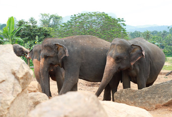 Fototapeta na wymiar elephant family