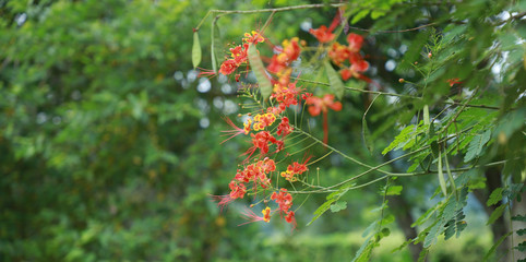 red flowers on a branch
