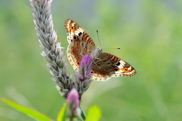 Fototapeta na wymiar butterflies, butterfly, beautiful butterfly, butterflies perch on flowers,