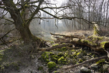 riverside forest at tha danube near stopfenreuth, austria