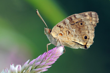 butterflies, butterfly, beautiful butterfly, butterflies perch on flowers,