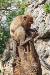 A monkey sits on a tree and studies toenails