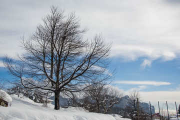 Fototapeta na wymiar Single snow covered tree in winter mountain scene, winter resort Smolyan, Bulgaria, Rhodope Mountains. Beautiful mountain landscape, blue sky with clouds