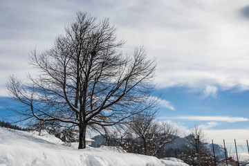 Single snow covered tree in winter mountain scene, winter resort Smolyan, Bulgaria, Rhodope Mountains. Beautiful mountain landscape, blue sky with clouds