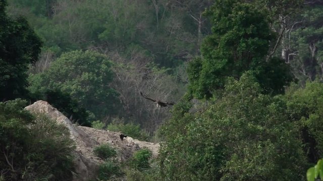 Huge vulture landing  in the heat of sunlight. Himalayan griffon grounding on  the cliff rock  with fully wingspan in the morning light,hd slow motion video .