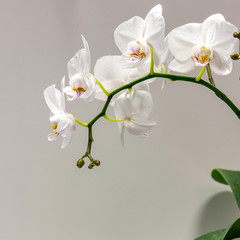 Macro of big branch white orchid flower Phalaenopsis (Moth Orchid or Phal). Flower on the light grey background with green leaves. Selective focus on foreground