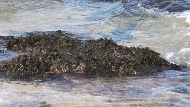 Bladder wrack, fucus vesiculosus  sea algae on rock surrounded by sea water. Brown alga edible seaweed