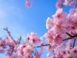 【静岡県伊豆の国市】満開の桜【城山桜】