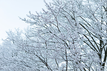 Fototapeta na wymiar Snowy trees in early winter morning.