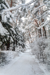 Snowy trees in early winter morning.