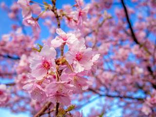 【静岡県伊豆の国市】満開の桜【城山桜】