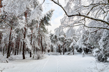 Snowy trees in early winter morning.