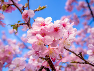 【静岡県伊豆の国市】満開の桜【城山桜】