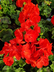 Red pelargonium flowers