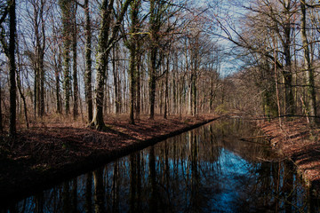 Obraz premium reflection of trees in water
