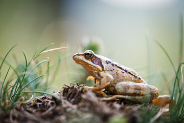 rana temporaria
