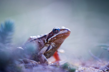 rana temporaria