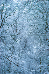 Winter landscape, snowy forest, park on a frosty day. Trees and branches are covered with snow and form a fancy pattern. Full-frame texture, background, blue hour.
