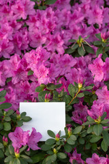 Photo of blooming flowers with white paper blank in light orangery