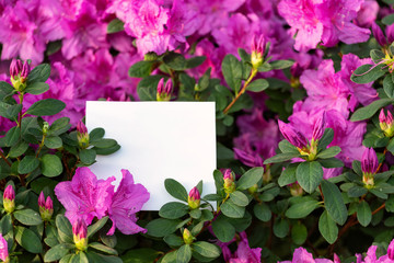 Photo of blooming flowers with white paper blank in light orangery