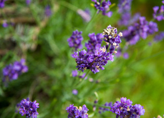 close-up, purple flowers and lavender branches in summer