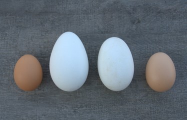 oeufs de poule et d'oie ,isolé