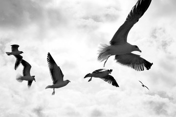 seagulls in the sky in the background