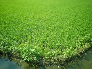 Green rice fields Comfortable view of nature at sunshine